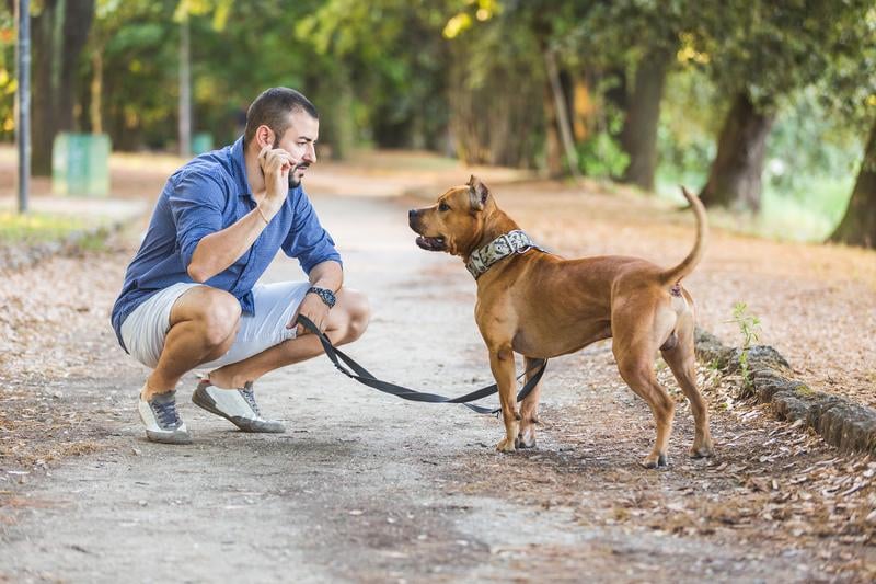 Chien Dangereux Quelle Assurance Souscrire Et Quelles